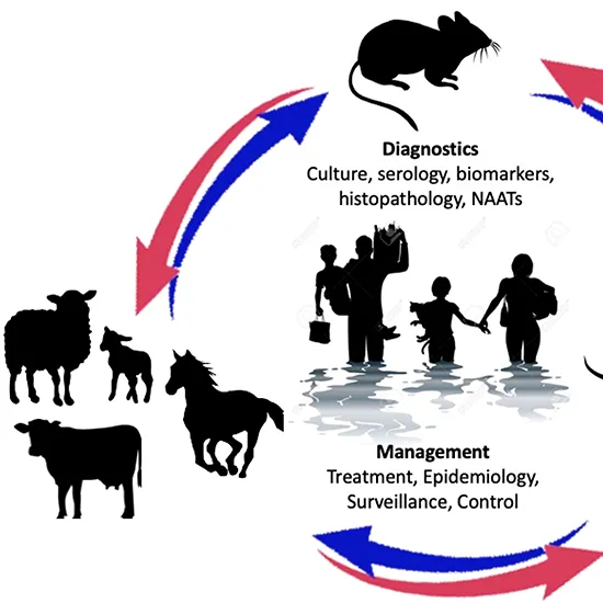 leptospira antibodies panel igg and igm test
